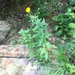 Canada Hawkweed - Photo (c) Philip Careless, some rights reserved (CC BY-NC), uploaded by Philip Careless