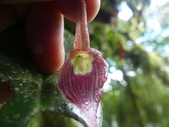 Pleurothallis ruberrima