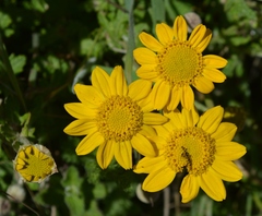 Eriophyllum lanatum integrifolium