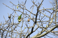 Brotogeris chiriri