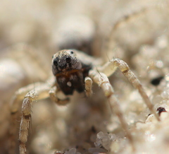 Evippomma squamulatum