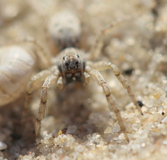 Evippomma squamulatum