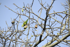 Brotogeris chiriri