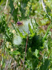 Cirsium brevistylum
