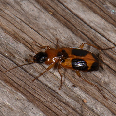 Badister neopulchellus