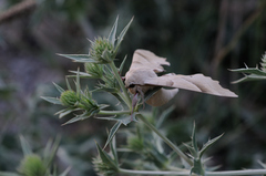 Marumba quercus