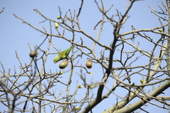 Brotogeris chiriri