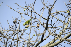 Brotogeris chiriri