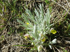 Cymbaria borysthenica