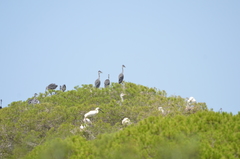 Platalea leucorodia