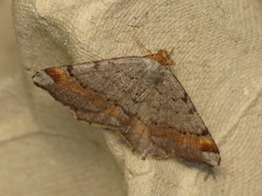 Macaria liturata