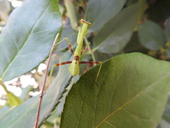 Stagmomantis
