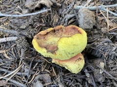 Gastroboletus vividus