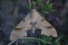 Marumba quercus