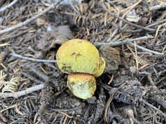 Gastroboletus vividus