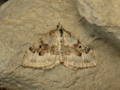Xanthorhoe montanata