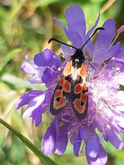 Zygaena hilaris