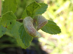 Dasineura salicifoliae