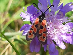 Zygaena hilaris