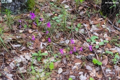Pinguicula oblongiloba