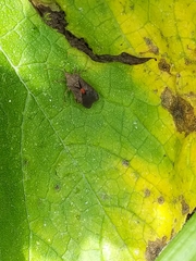 Anasa repetita