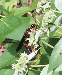 Sphex flavovestitus