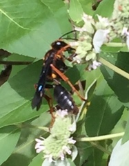 Sphex flavovestitus