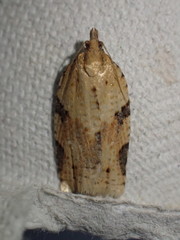 Clepsis spectrana