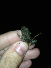 Pseudacris clarkii