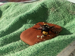 Megascolia maculata flavifrons