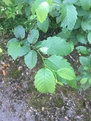 Alnus rubra