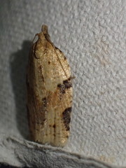 Clepsis spectrana