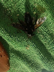 Megascolia maculata flavifrons