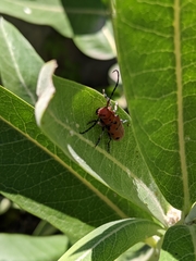 Tetraopes femoratus