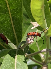 Tetraopes femoratus