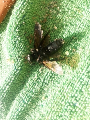 Megascolia maculata flavifrons