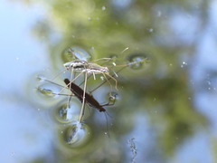 Limnoporus