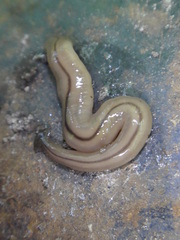 Bipalium adventitium