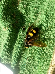 Megascolia maculata flavifrons