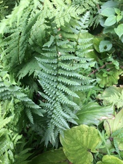 Dryopteris cristata