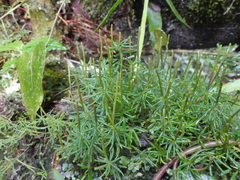 Peperomia swartziana