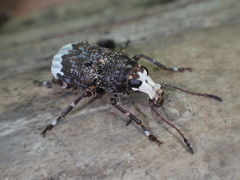 Eurymycter fasciatus