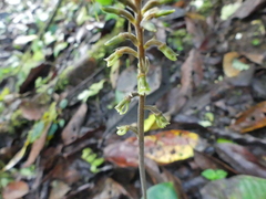 Cyclopogon inaequilaterus