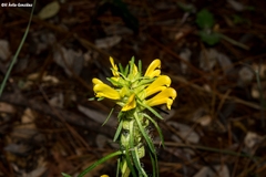Pedicularis angustifolia