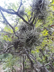 Tillandsia recurvata