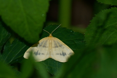 Macaria ribearia