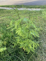 Magnoliopsida
