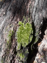 Bryophyta