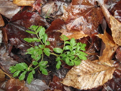 Sceptridium multifidum