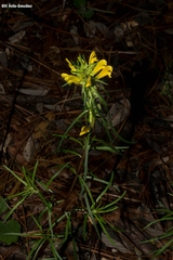 Pedicularis angustifolia